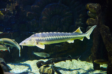 Atlantic sturgeon, Marine fish and aquatic inhabitants