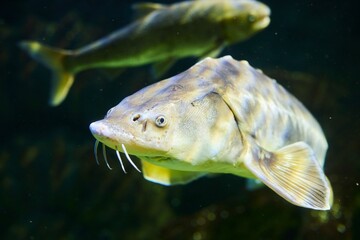 Atlantic sturgeon, Marine fish and aquatic inhabitants