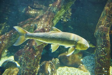 Marine fish and aquatic inhabitants