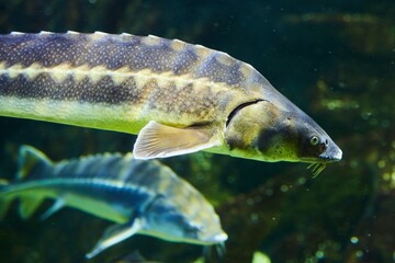 Atlantic sturgeon, Marine fish and aquatic inhabitants