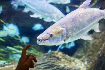 Big Tiger fish, Saltwater fish and aquatic inhabitants