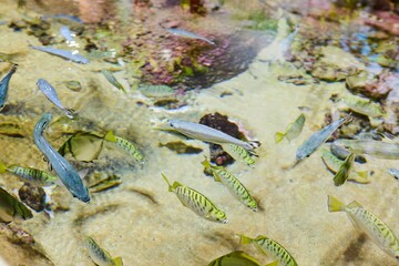 Marine fish and aquatic inhabitants