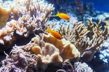 Imitation of a coral reef in an aquarium, corals and fish