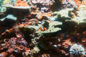 Imitation of a coral reef in an aquarium, corals and fish