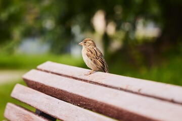 A sparrow bird sits on the edge of a wooden bench. Urban animals