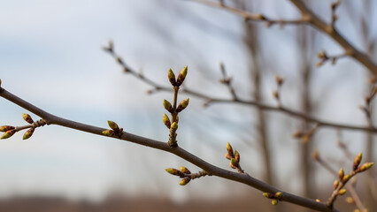 Obraz premium Close up of small green buds starting to bloom on a tree branch during spring season
