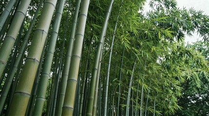 Tall green bamboo stalks rise upward, dense foliage swaying; low-angle view captures serene, vibrant forest atmosphere