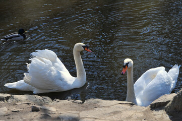 Couple of white swans (Cygnus Olor) swimming on the water of the pond in sunny day. Closeup two mute swans resting in the water .