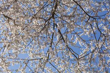 Obraz premium Weisse Kirschblüten auf Baumzweigen, Blauer Himmel, Deutschland