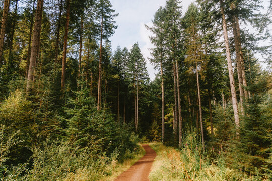 Forest paths and woodland scenery in Kielder Forest, Northumberland, UK.
