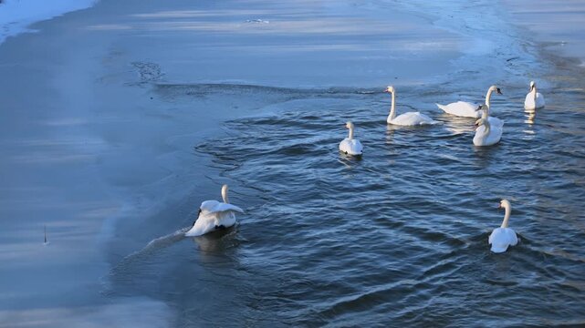 Eine Gruppe von Schw&auml;nen auf einem mit Eis bedeckten Fluss 