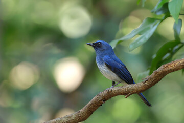 Beautiful Hainan Blue Flycatcher bird perched on a branch in tropical forest.