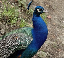 Fototapeta premium close up of peacock