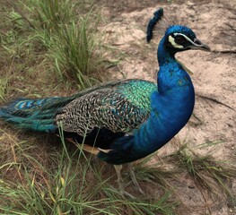 Obraz premium close up of peacock