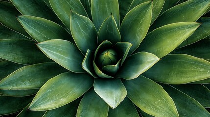 Fototapeta premium Close-up view of a vibrant green succulent plant with symmetrical leaves forming a central pattern