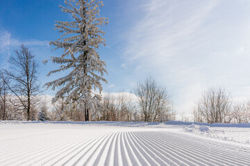 Las iglasty zimą w górach. Beskid Śląski w Polsce. © Franciszek