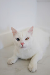White cat with heterochromia resting on a light surface. Minimal pet portrait with soft natural light and calm, cozy mood.