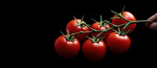 Fresh red tomatoes on vine, showcasing vibrant colors and textures against a dark background, emphasizing natural produce and healthy eating concepts