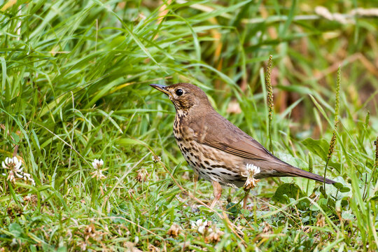 Singdrossel (Turdus philomelos)	