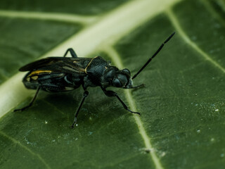 Fototapeta premium macro photograph of a black wasp resting on a green leaf.
