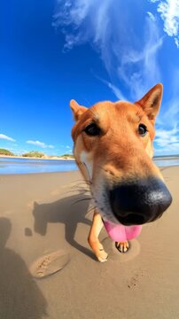 Close-up of a happy dingo dog walking on a sandy beach with its tongue out under a blue sky with wispy clouds, sunny day