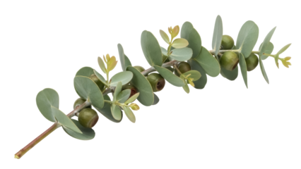 Eucalyptus branch with green leaves and berries isolated PNG, decorative plant element on transparent background for design and botanical projects