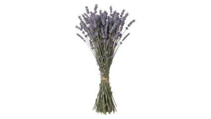 Dried lavender bouquet isolated PNG on transparent background, aromatic purple flower bunch for aromatherapy and home decor use
