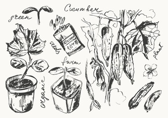Hand drawn gardening set. Garden cucumber seedlings and plant, seed packs. Spring set for farming background