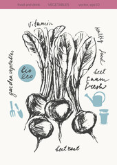 Hand drawn ink beet vegetable sketches set. Food drawings for labels and packaging. Vegetarian menu. Healthy diet.
