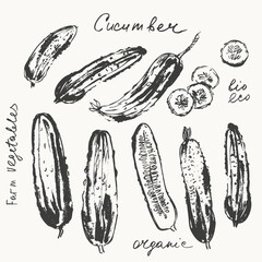 Hand drawn ink cucumber vegetable sketches set. Food drawings for labels and packaging.