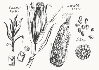 Hand drawn ink corn ear and grains. Vegetable sketches set. Food drawngs for labels and packaging.