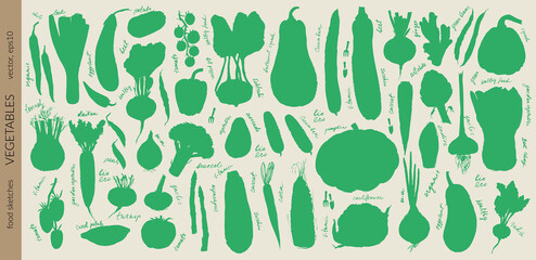 Hand drawn vegetable silhouettes set. Tomato, cucumber, bell pepper, zucchini, pumpkin, butternut, squash, corn, onion, radish, potato, green beans, asparagus, artichoke, cabbage, kohlrabi.