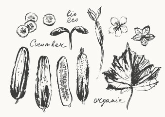 Hand drawn ink cucumber vegetable, flower, leaf sketches set. Food drawings for labels and packaging.