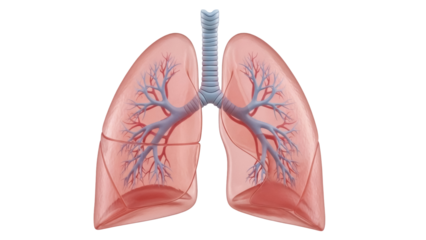 Human lungs isolated PNG, realistic anatomical organ with trachea and bronchi on transparent background, respiratory system for medical and educational use