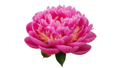 Beautiful pink peony flower isolated PNG on transparent background, romantic floral element for wedding invitations and greeting cards design