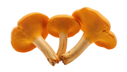 Three golden chanterelle mushrooms isolated PNG, edible fungi with vibrant orange color on transparent background for culinary and nature designs