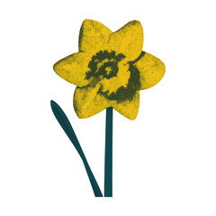 Fototapeta premium PNG Yellow daffodil with green stem.