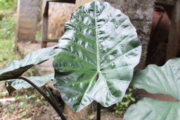 Alocasia macrorrhizos leaves.Common names include giant taro, giant alocasia,ape, biga,and pia. cunjevoi © Rustanto