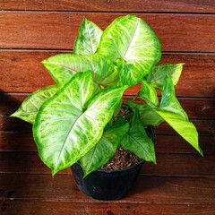 Syngonium Podophyllum White Butterfly Houseplant in Black Pot on Wood Background