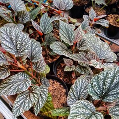 Polka Dot Begonia Maculata Plants in Nursery Pots for Gardening