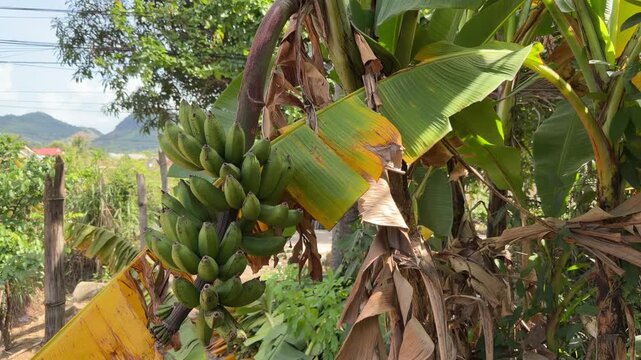 A plantation view shows green bananas hanging from a banana plant, surrounded by broad leaves on a banana plantation. Banana farming.