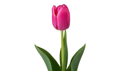 Vibrant pink tulip flower isolated PNG, spring bloom with green leaves on transparent background for floral design and decoration