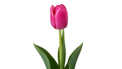 Vibrant pink tulip flower isolated PNG, spring bloom with green leaves on transparent background for floral design and decoration