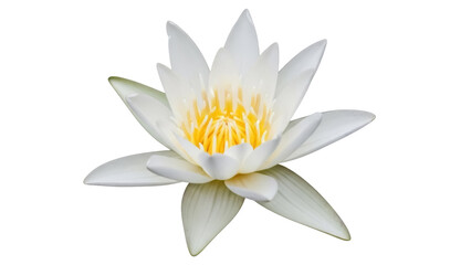 Elegant white water lily isolated PNG on transparent background, beautiful aquatic flower with yellow center for design projects