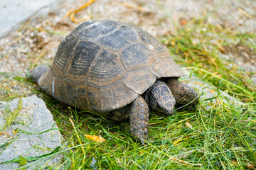 Fototapeta premium Close-up of a brown-shelled turtle. 