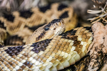 Obraz premium Portrait of a black-tailed rattlesnake. Close-up of the snake. 