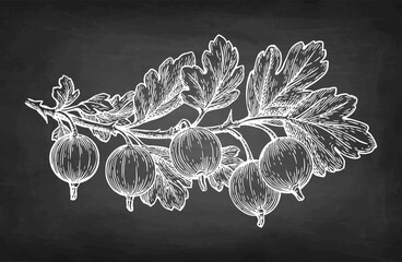 Gooseberry branch chalk sketch.