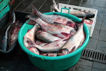 A plastic crate brimming with freshwater fish at the marketplace
