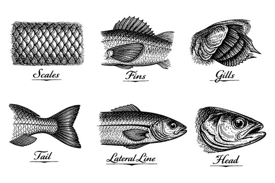 Detailed fish anatomy parts: gills, fins, tail, scales, head and lateral line