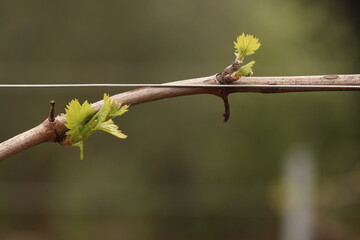 vite fiorita in primavera